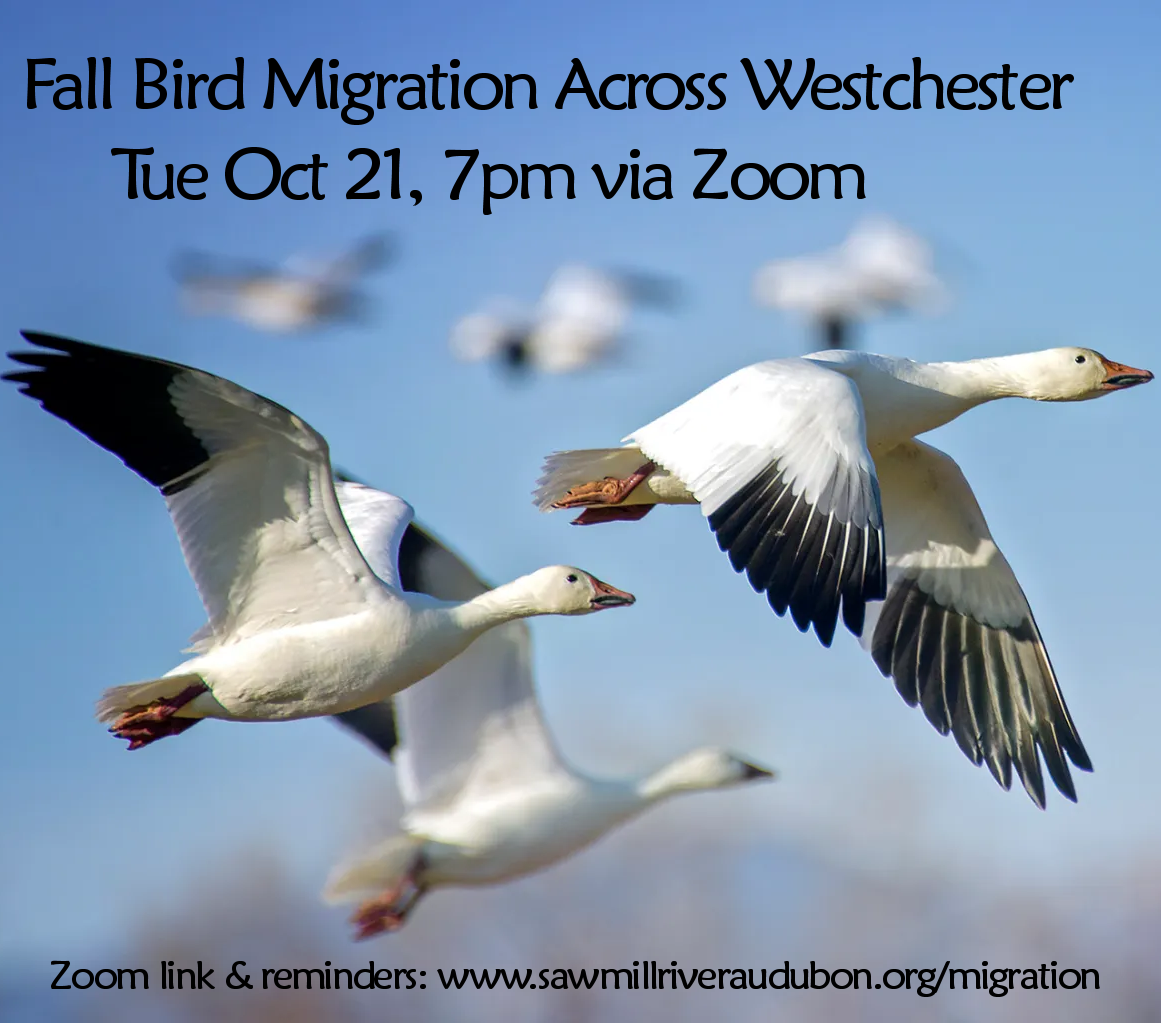 Not exact representation